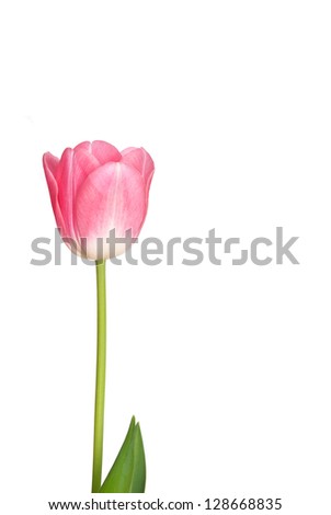 Beautiful pinks Tulip flowers on white background