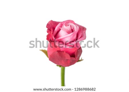Rose Isolated On White Background