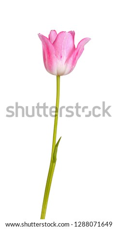 Stem with a pink and white flower of a tulip cultivar (Tulipa species) isolated against a white background
