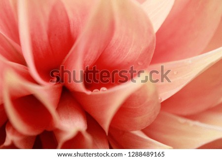 flower abstract macro photography