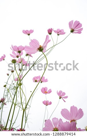  Pink cosmos on white background                             