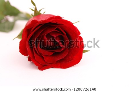 Gifts from red roses bloomed by gifts and Valentine's Day ideas - images