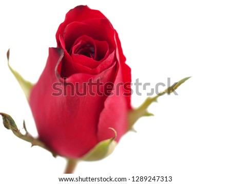 Red roses on a white background in a Valentine concept, the day of love