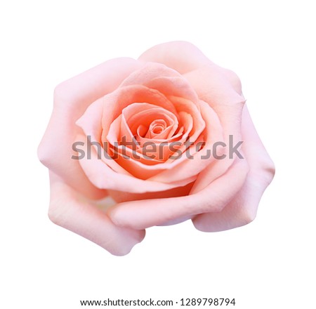 pink rose isolated on white background, soft focus
