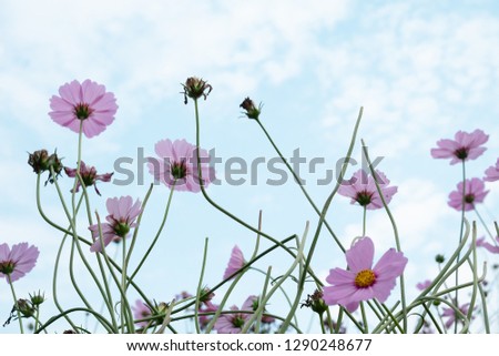 Pink cosmos flowers blooming in field with beautiful sky.