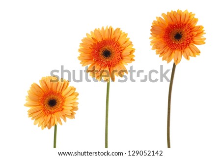 Close-up image of three daisy flowers against white background.