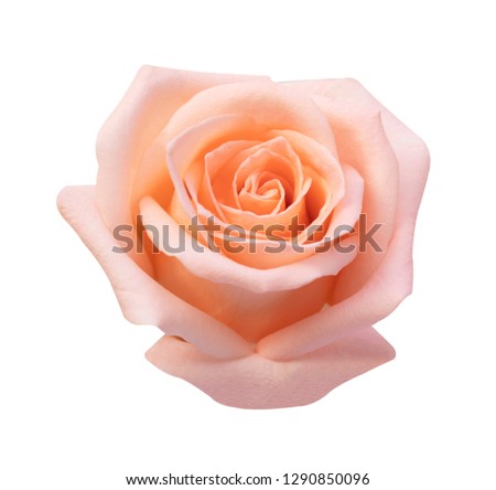 pink rose isolated on white background, soft focus and clipping path.