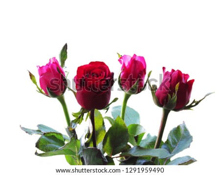 Beautiful roses both red and pink are arranged together isolated on white background. Clipping path