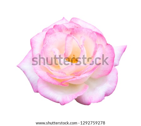 Beautiful sweet white mix pink rose flower isolated on white background, love and romantic concept