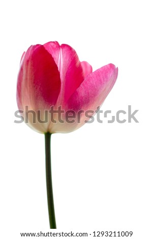Tulip isolated against sun