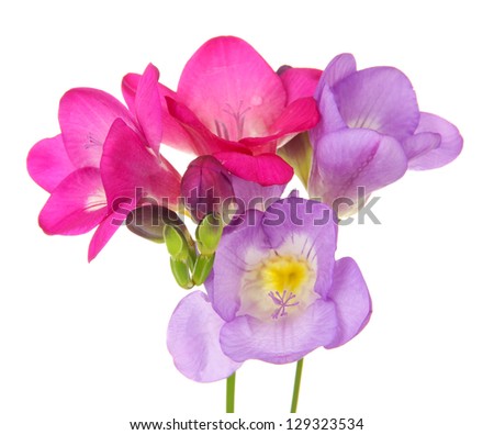 Purple freesia flower, on green background