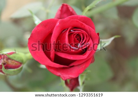 Red Rose with Dew