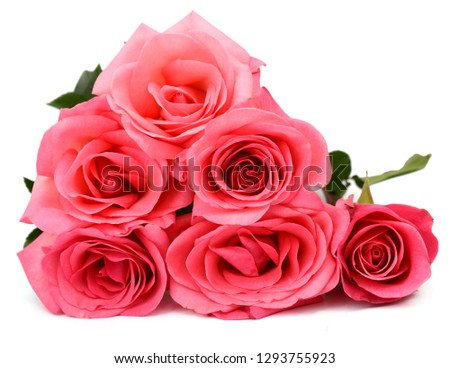 A family pink rose love lay down on white background