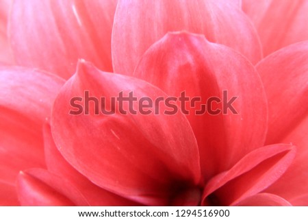 Pink or red Dahlia flower and beautiful petals
