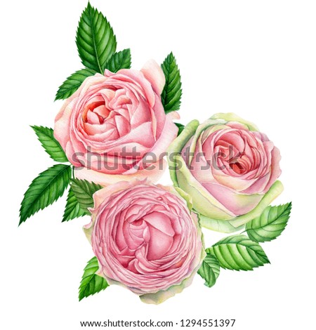 Pink spring flowers, vintage watercolor roses  isolated on white background. Set of elements, greeting card. Holiday bouquet, wedding