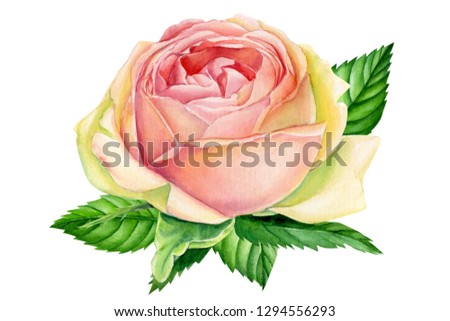 Pink flower, vintage watercolor rose isolated on white background. Valentine's Day