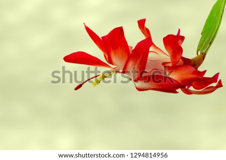 Christmas Cactus with Green Background