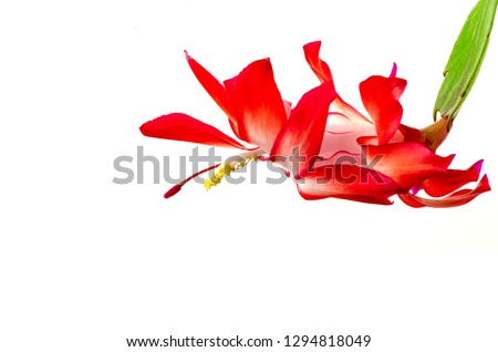 Christmas Cactus with white background