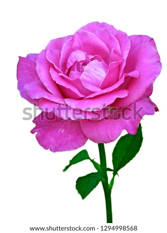Impressive blossoming pink rose with leaves isolated on white