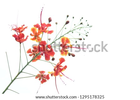 Concatenation flower with white background 