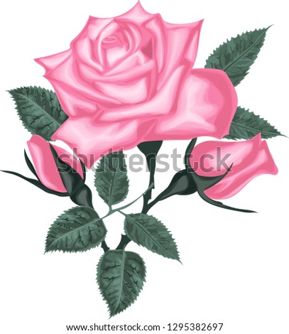 Pink Roses. Decorative vector flowers. Leaf and buds