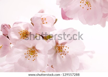 Pink cherry blossom sakura on white