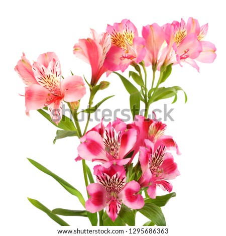 Bouquet of blossoming lilies (alstroemeria) isolated on white background