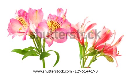 Blooming lilies (alstroemeria). Isolated on white background