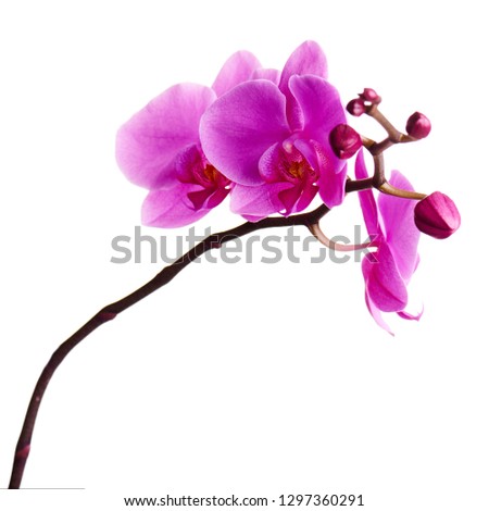 Orchids flowers on banch isolated on white background. Selective focus