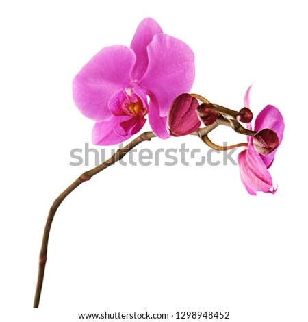 Orchids flowers on banch isolated on white background. Selective focus