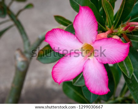 
Flowers in a bright pink forest