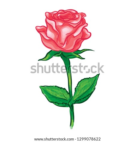 Pink Rose Flower Vector Illustration 