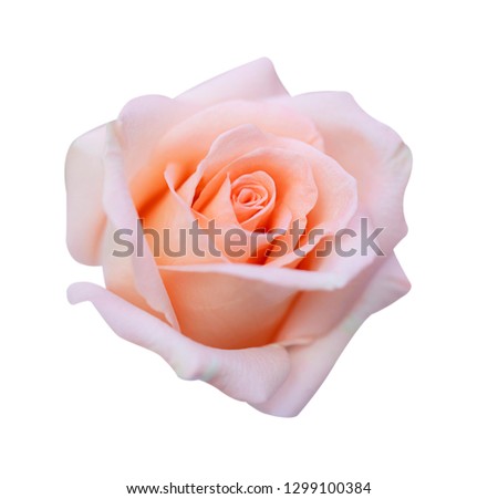 Pink rose isolated on white background, clipping path and - soft focus.
