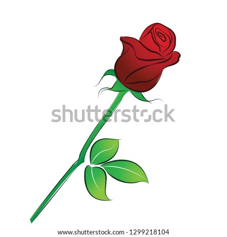 Red rose isolated on the White Blackground.
