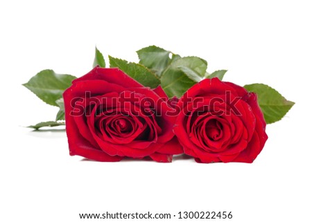 red rose with green leaves isolated on white background