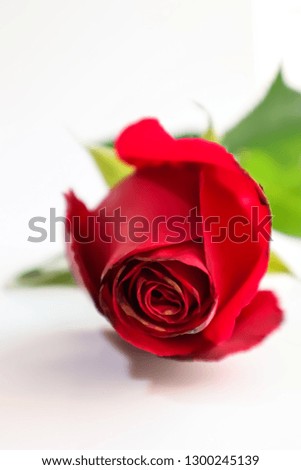 Beautiful red rose flower on white background.
