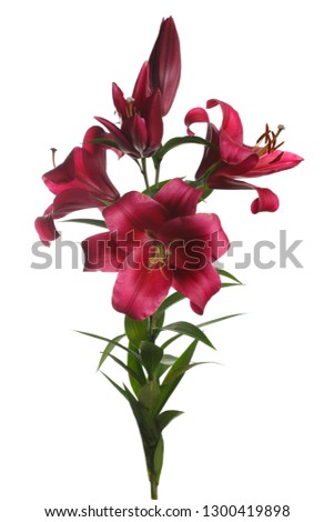 A branch of dark red lilies isolated on white background.
