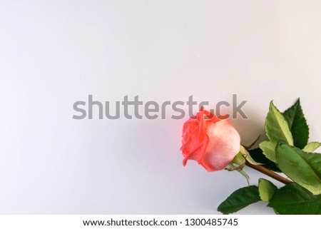 Flower series. Pink rose flower with green leaves on white background.