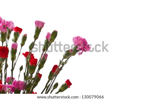 Beautiful carnations in different colors on a white background