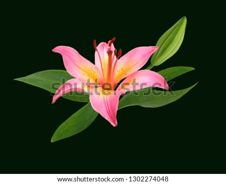 Lily flower isolated on black background 