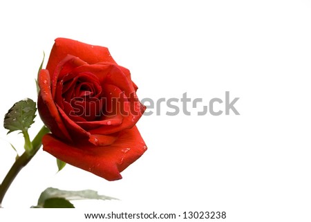 red rose flower against white background