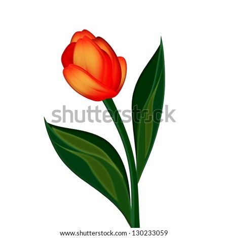 Tulip bud on white background