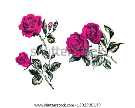  ruby rose flower with green leaves, digital art illustration isolated on white background. Realistic hand drawing of open red rose, symbol of love, decoration element