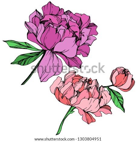 Vector Purple and pink peony floral botanical flower. Wild spring leaf wildflower isolated. Engraved ink art. Isolated peony illustration element.