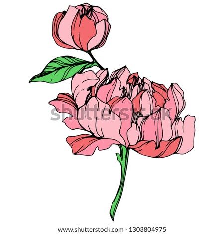 Vector Pink peony floral botanical flower. Wild spring leaf wildflower isolated. Engraved ink art. Isolated peony illustration element.
