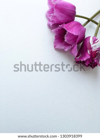 purple tulips on white isolated background