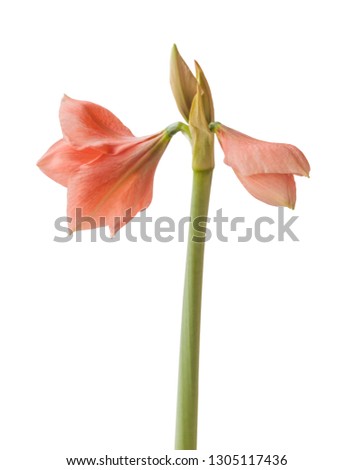 Pink Hippeastrum  Rilona in bud on a white background isolation