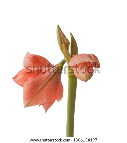 Pink Hippeastrum  Rilona in bud on a white background isolation