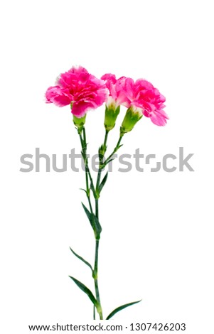 Carnation on white background