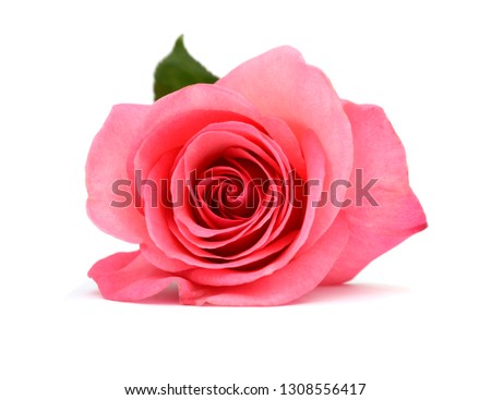 A pin rose flower at front view